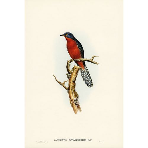 Gould, John 작가의 Chestnut-breasted Cuckoo-Cacomantis castaneiventris 작품
