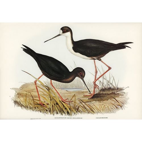 Gould, John 작가의 New Zealand Stilt-Himantopus Novae-Zelandiae 작품