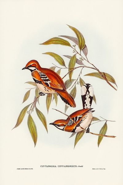 Gould, John 작가의 Cinnamon-coloured Cinclosoma-Cinclosoma cinnamomeus 작품