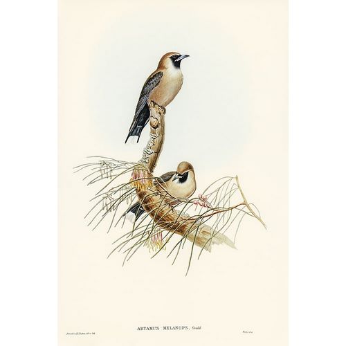 Gould, John 작가의 Black-faced Wood-Swallow-Artamus melanops 작품