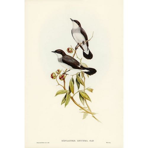 Gould, John 작가의 White-tailed Robin-Eopsaltria leucura 작품
