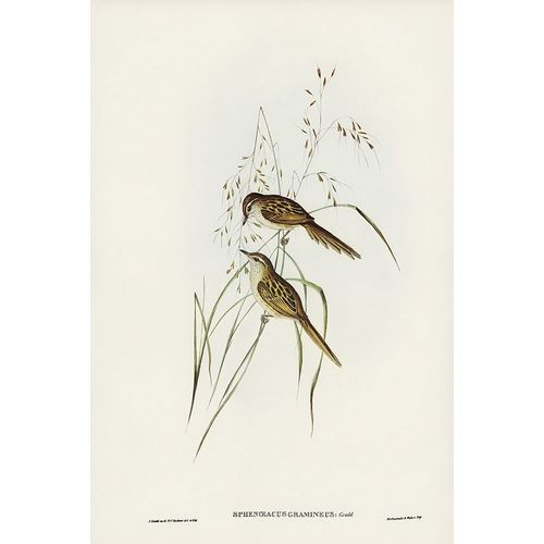 Gould, John 작가의 Grass-loving Sphenoeacus-Sphenoeacus gramineus 작품