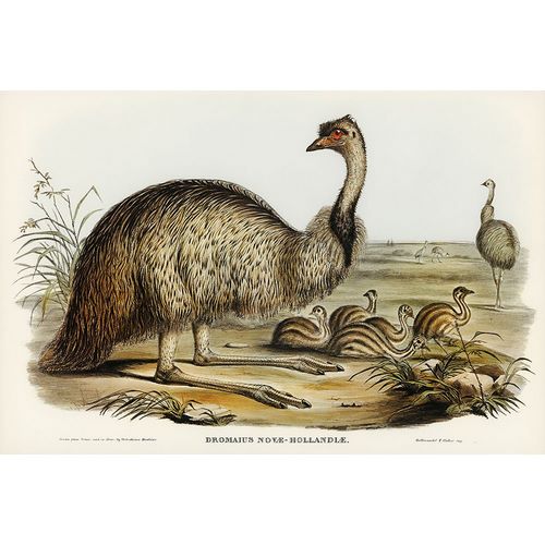 Gould, John 작가의 The Emu-Dromaius Novae-Hollandiae 작품