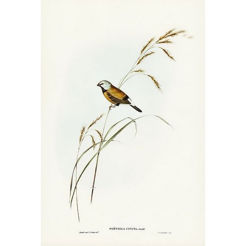 Gould, John 작가의 Banded Grass Finch-Poephila cincta 작품