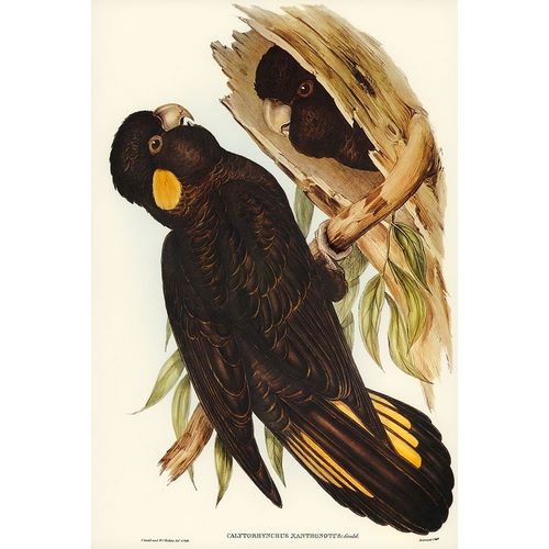 Gould, John 작가의 Yellow-eared Black Cockatoo-Calyptorhynchus xanthonotus 작품