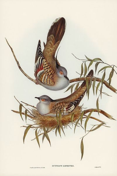 Gould, John 작가의 Crested Pigeon-Ocyphaps Lophotes 작품