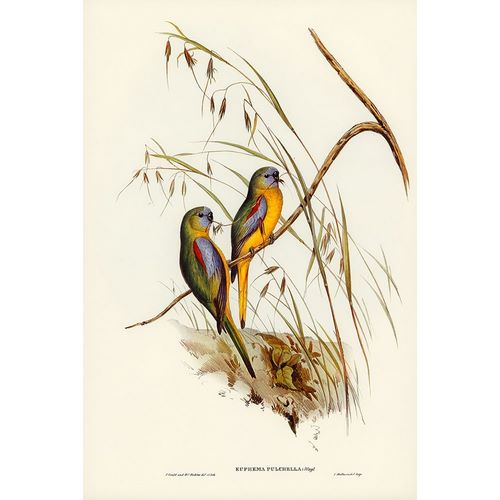Gould, John 작가의 Chestnut-shouldered Grass-Parakeet-Euphema pulchella 작품