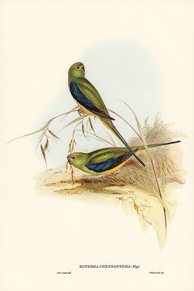 Gould, John 작가의 Blue-banded Grass-Parakeet-Euphema chrysostoma 작품