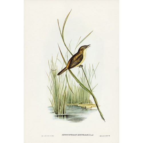 Gould, John 작가의 Reed Warbler-Acrocephalus Australis 작품
