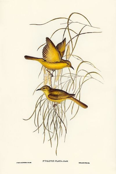 Gould, John 작가의 Yellow Honey-eater-Ptilotis flava 작품