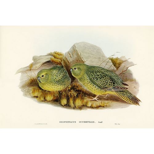 Gould, John 작가의 Nocturnal Ground-Parakeet-Geopsittacus occidentalis 작품