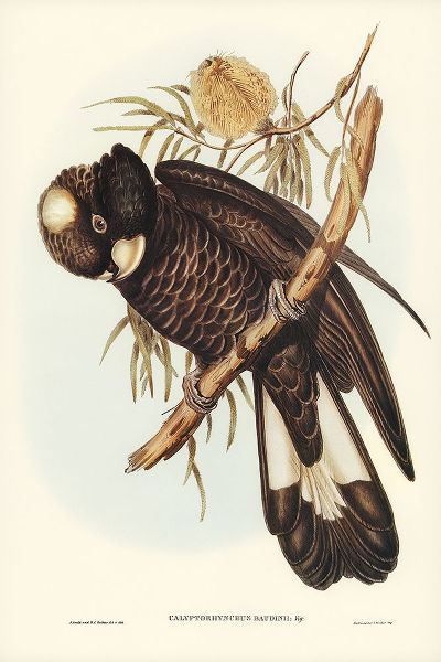 Gould, John 작가의 Baudins Cockatoo-Calyptorhynchus Baudinii 작품