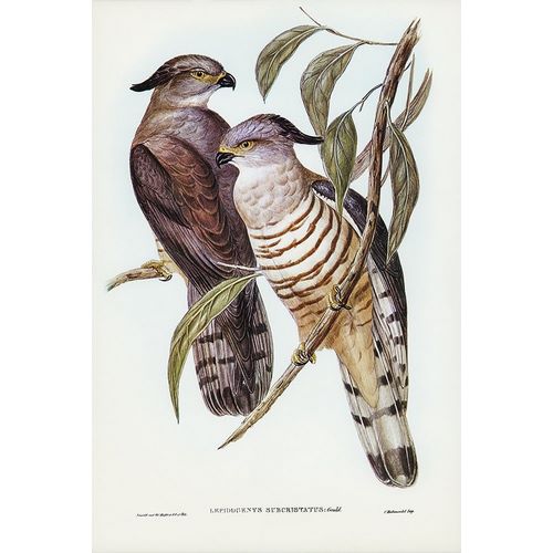 Gould, John 작가의 Crested Hawk-Lepidogenys subcristatus 작품