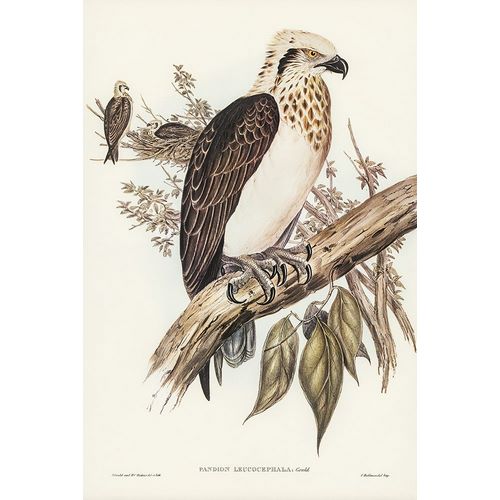 Gould, John 작가의 White-headed Osprey-Pandion leucocephalus 작품