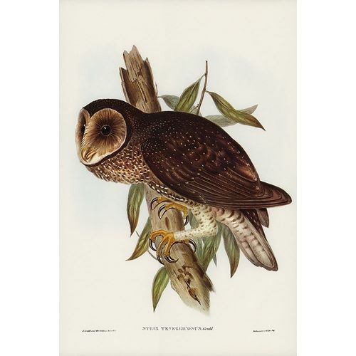 Gould, John 작가의 Sooty Owl-Strix tenebricosus 작품