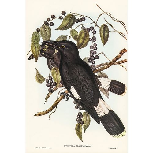 Gould, John 작가의 Great Crow-Shrike-Strepera graculina 작품