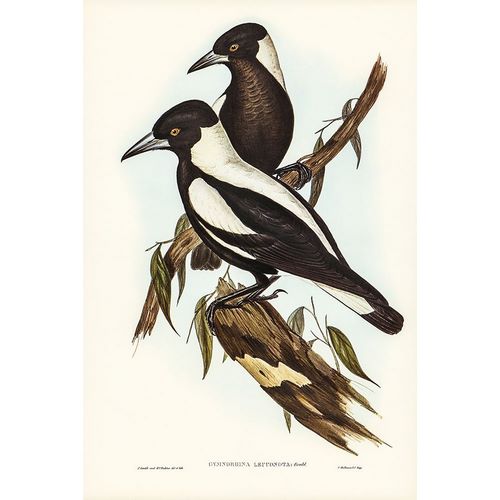 Gould, John 작가의 White-backed Crow-Shrike-Gymnorhina leuconota 작품