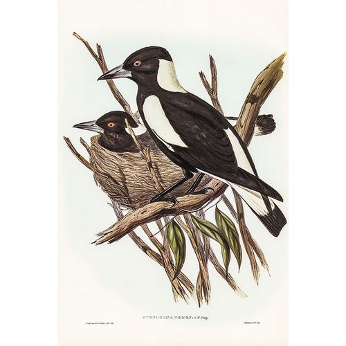 Gould, John 작가의 Piping Crow-Shrike-Gymnorhina Tibicen 작품