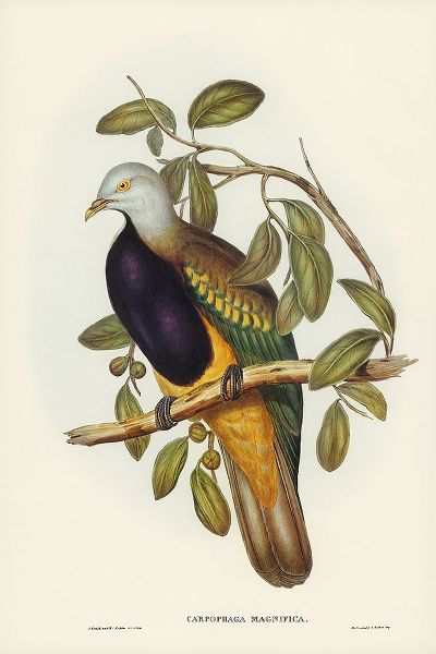 Gould, John 작가의 Magnificent Fruit Pigeon-Carpophaga magnifica 작품