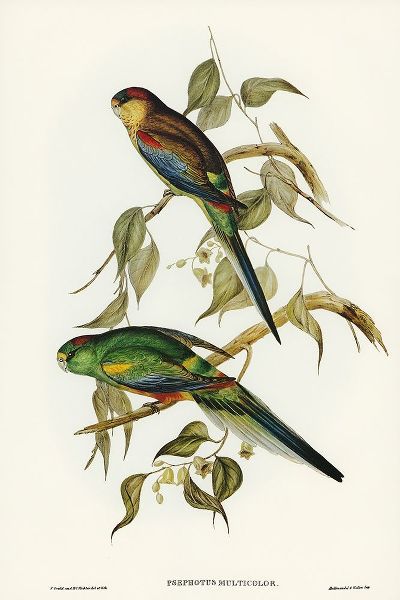 Gould, John 작가의 Many-coloured Parakeet-Psephotus multicolor 작품