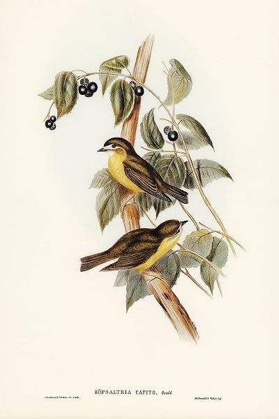Gould, John 작가의 Large-headed Robin-Eopsaltria capito 작품