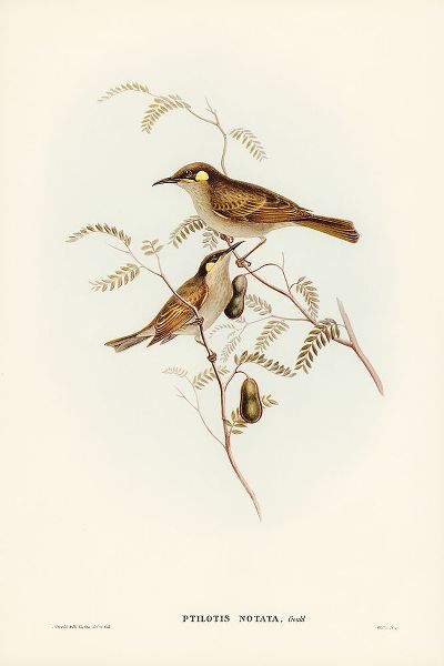 Gould, John 작가의 Yellow-spotted Honey-eater-Ptilotis notata 작품