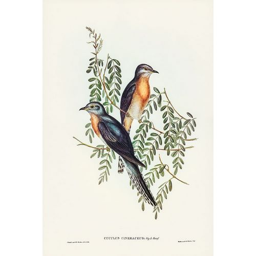 Gould, John 작가의 Ash-coloured Cuckoo-Cuculus cineraceus 작품