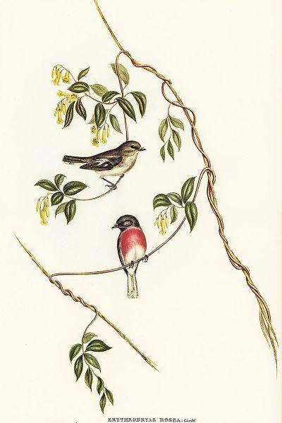 Gould, John 작가의 Rose-breasted Wood-robin-Erythrodryas rosea 작품