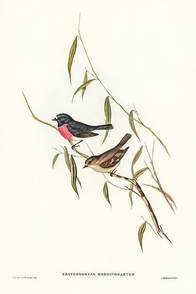 Gould, John 작가의 Pink-breasted Wood-robin-Erythrodryas rhodinogaster 작품