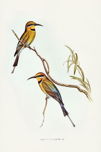 Gould, John 작가의 Australian Bee-eater-Merops ornatus 작품