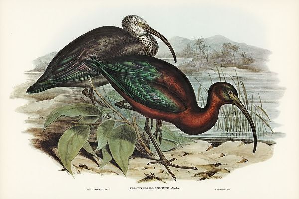 Gould, John 작가의 Glossy Ibis-Falcinellus igneus 작품
