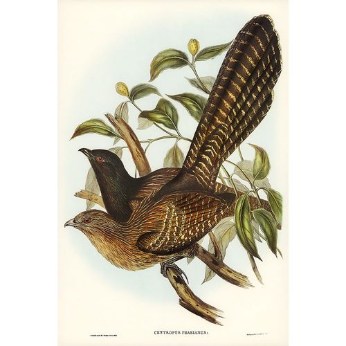 Gould, John 작가의 Pheasant Cuckoo-Centropus Phasianus 작품