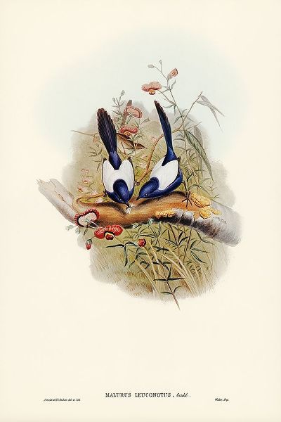 Gould, John 작가의 White-backed Superb Warbler-Malurus leuconotus 작품