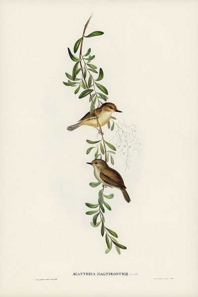 Gould, John 작가의 Large-billed Sericornis-Sericornis magnirostris 작품