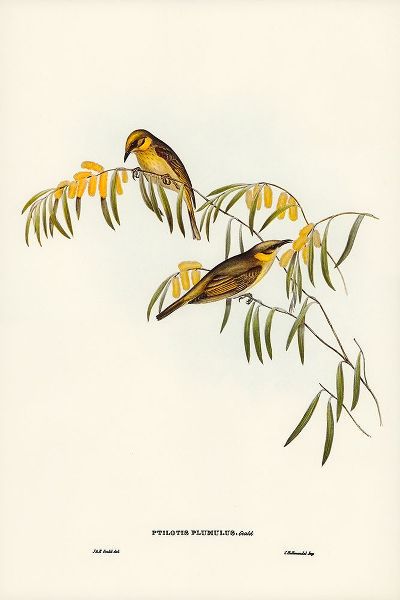 Gould, John 작가의 Plumed Honey-eater-Ptilotis plumulus 작품