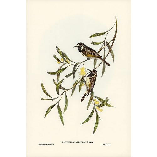 Gould, John 작가의 White-fronted Honey-eater-Glyciphila albifrons 작품