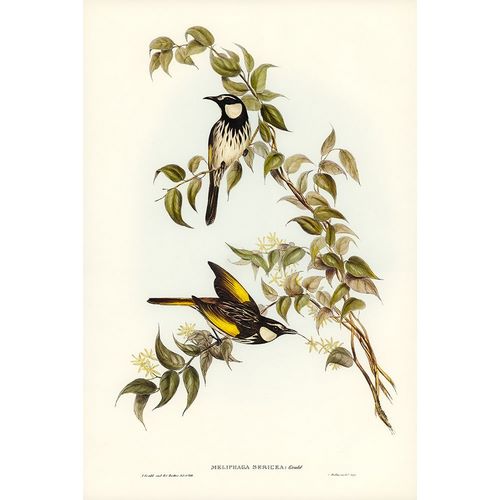 Gould, John 작가의 White-cheeked Honey-eater-Meliphaga sericea 작품