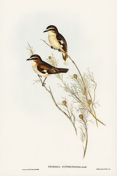 Gould, John 작가의 White-eyebrowed Robin-Petroica superciliosa 작품