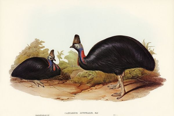 Gould, John 작가의 Australian Cassowary-Casuarius australis 작품