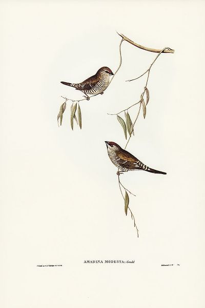 Gould, John 작가의 Plain-coloured Finch-Amadina modesta 작품