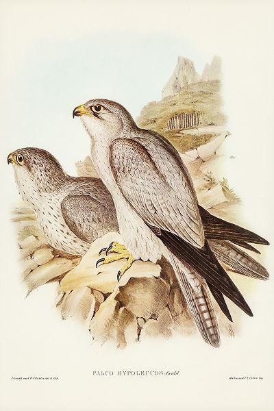 Gould, John 작가의 Gray falcon-Falco Hypoleucus 작품