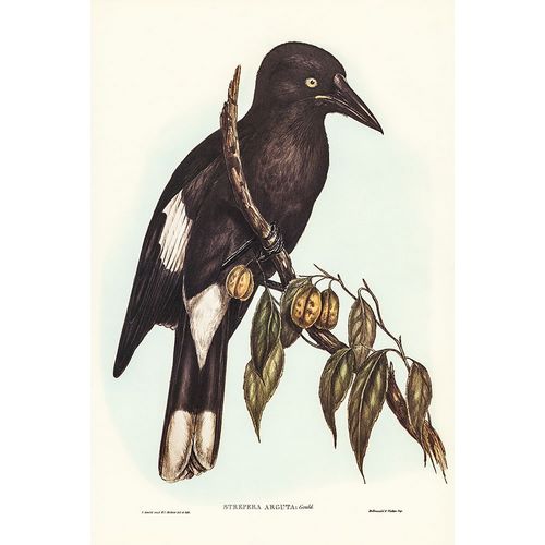 Gould, John 작가의 Hill Crow-Shrike-Strepera argot 작품