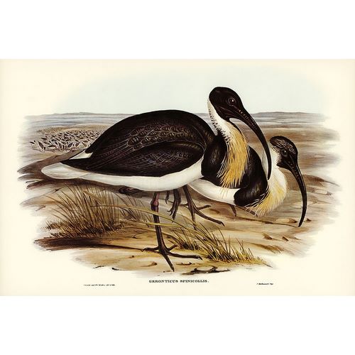 Gould, John 작가의 Straw-necked Ibis-Geronticus spinicollis 작품