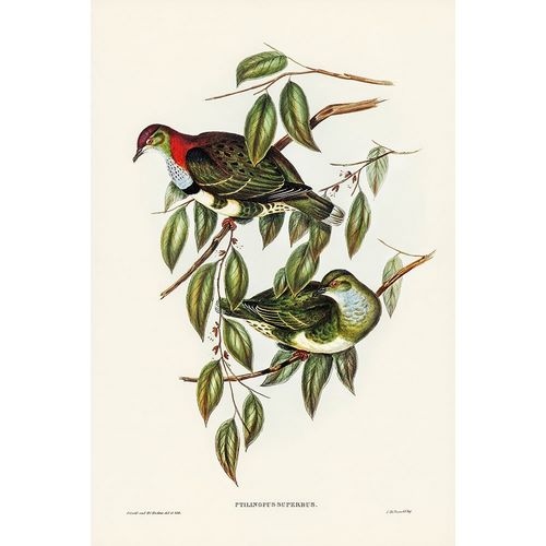 Gould, John 작가의 Superb Fruit Pigeon-Ptilinopus superbus 작품
