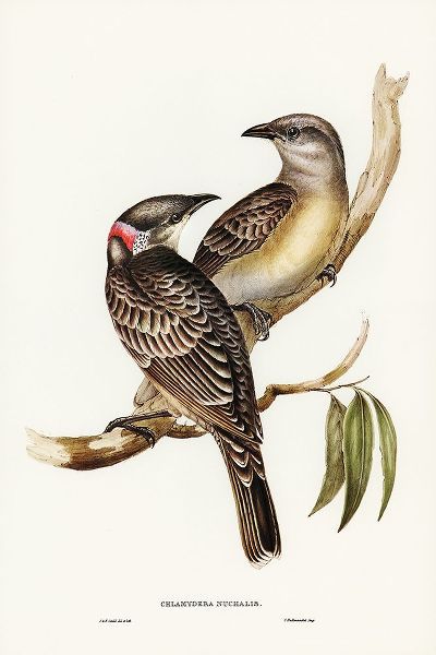 Gould, John 작가의 Great Bower Bird-Chlamydera nuchalis 작품