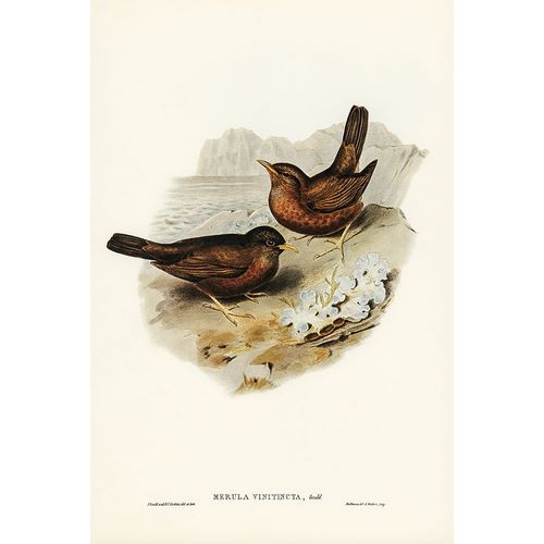Gould, John 작가의 Vinous-tinted Blackbird-Merula vinitincta 작품