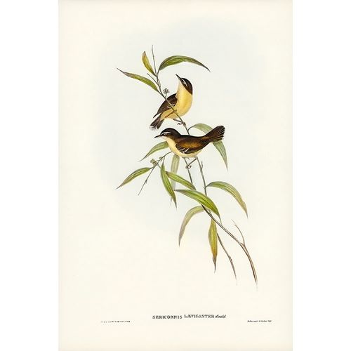 Gould, John 작가의 Buff-breasted scrubwren-Sericornis laevigaster 작품