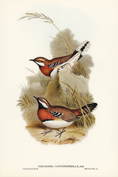 Gould, John 작가의 Chestnut-breasted Ground-Thrush-Cinclosoma castaneothorax 작품