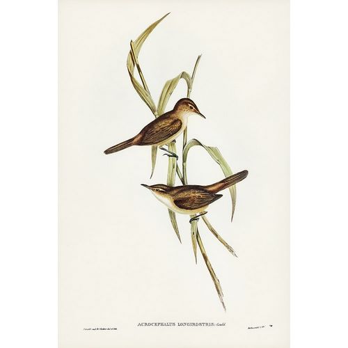 Gould, John 작가의 Long-billed Reed Warbler-Acrocephalus longirostris 작품