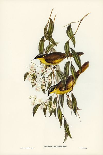 Gould, John 작가의 Wattle-cheeked Honey-eater-Ptilotis cratitius 작품